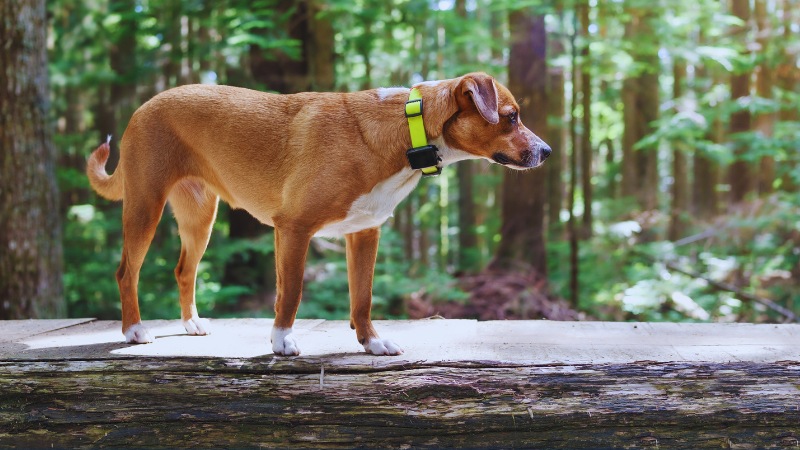 GPS-enabled-pet-trackers